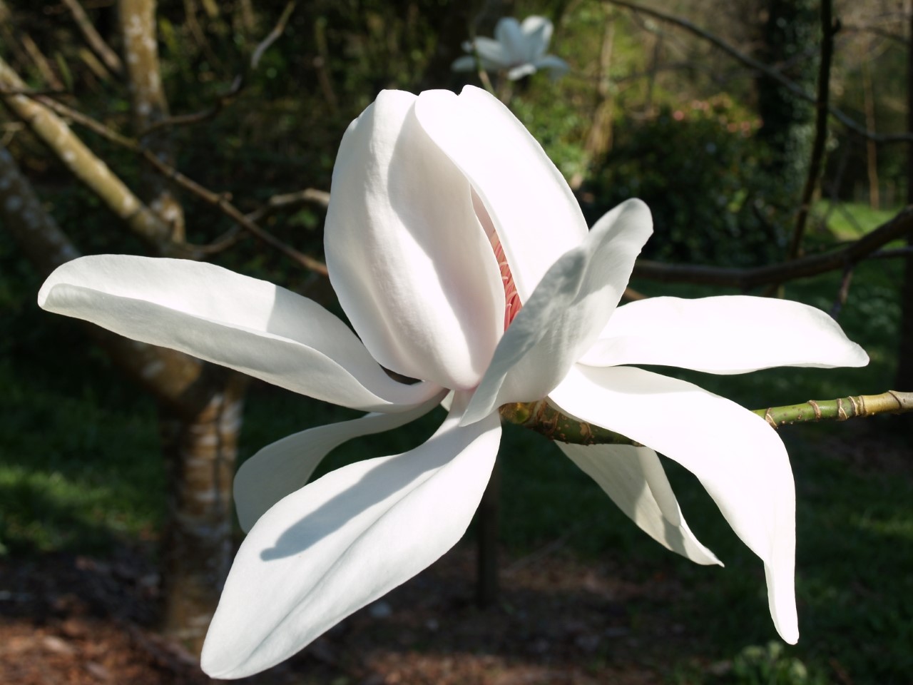 Magnolia campbellii alba